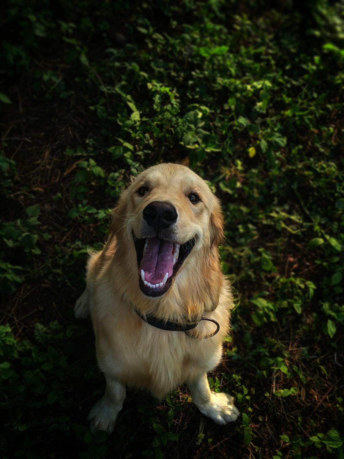 Happy dog at mealtime