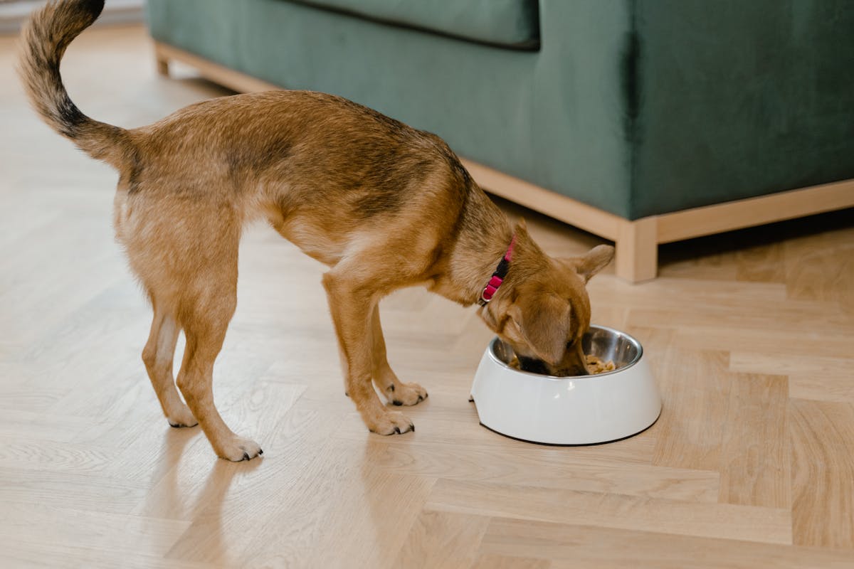 Dog enjoying fresh food