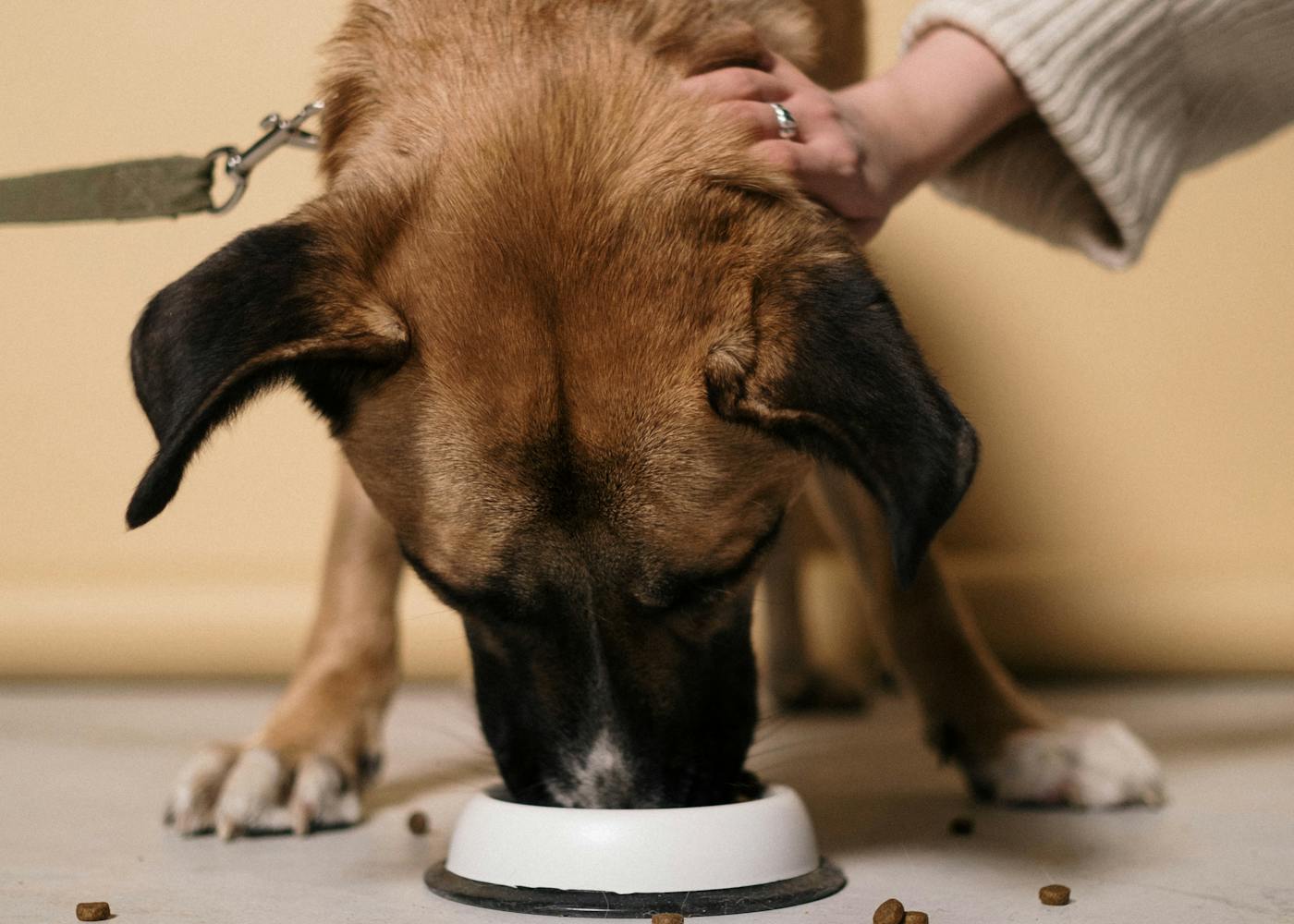 Fresh home-cooked dog meal